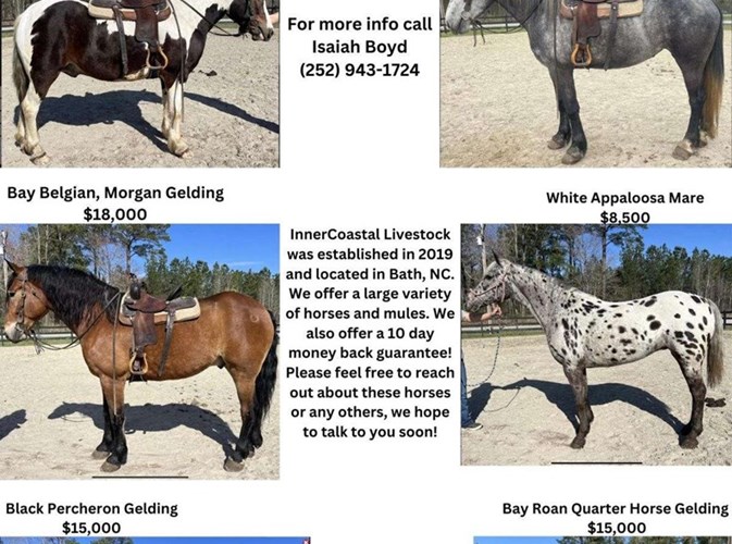 Other Gelding  Other Gelding