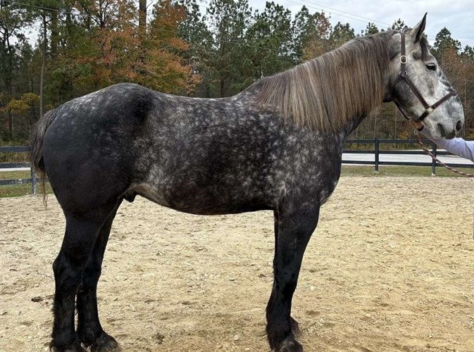 Grey Percheron Gelding Grey Percheron Gelding