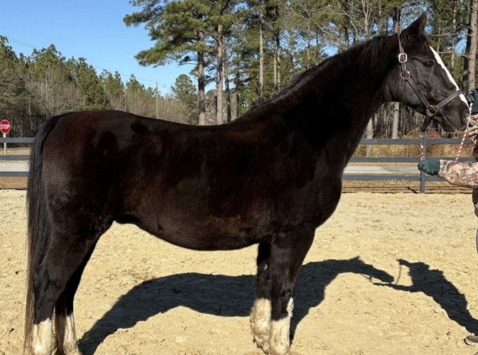 Black Dutch Warmblood Gelding Black Dutch Warmblood Gelding