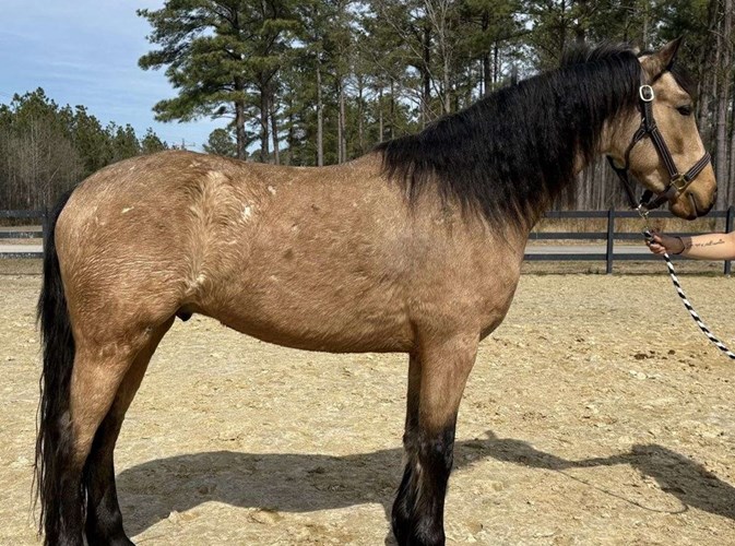 Buckskin Friesian Gelding Buckskin Friesian Gelding