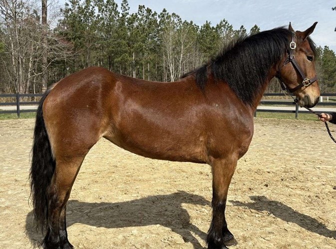 Bay Friesian Mare Bay Friesian Mare