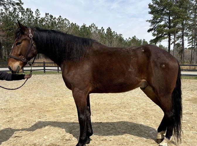 Bay Draft Gelding Bay Draft Gelding