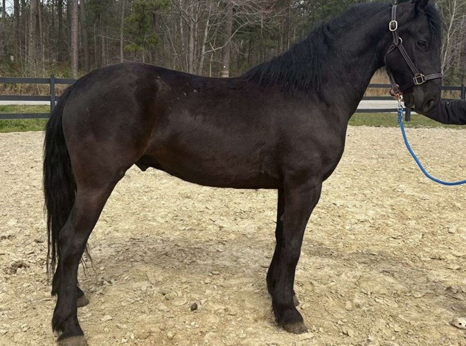 Black Friesian Gelding Black Friesian Gelding