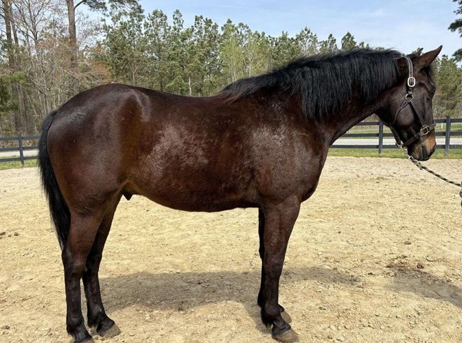Bay Draft Gelding Bay Draft Gelding