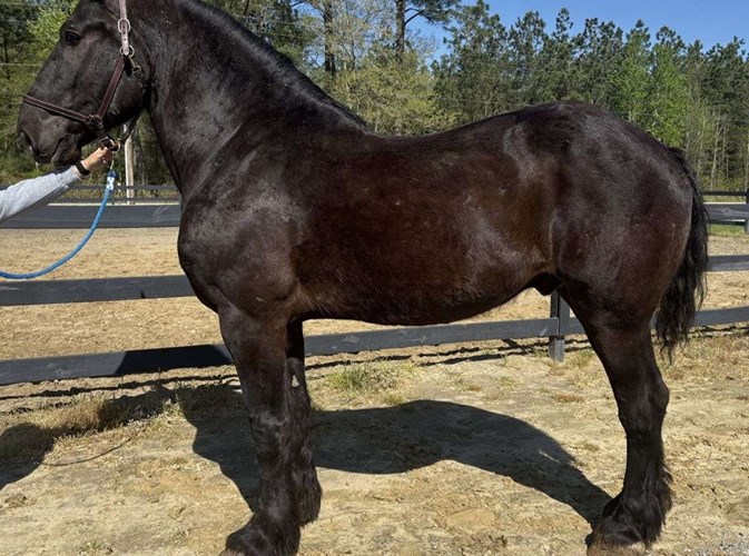 Black Percheron Gelding Black Percheron Gelding