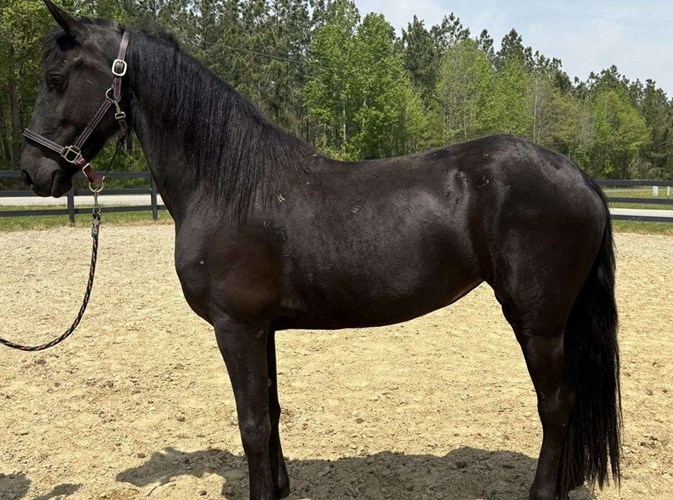Black Friesian Mare Black Friesian Mare