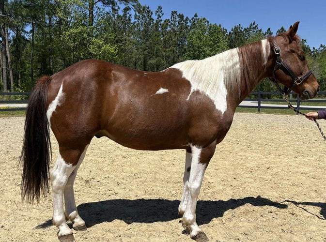 Pinto Paint Gelding Pinto Paint Gelding