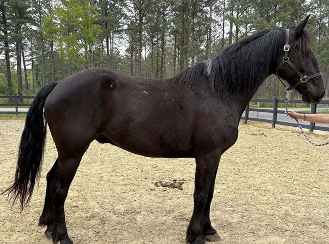 Black Draft Gelding Black Draft Gelding