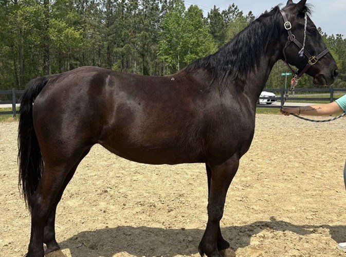 Black Friesian Mare Black Friesian Mare