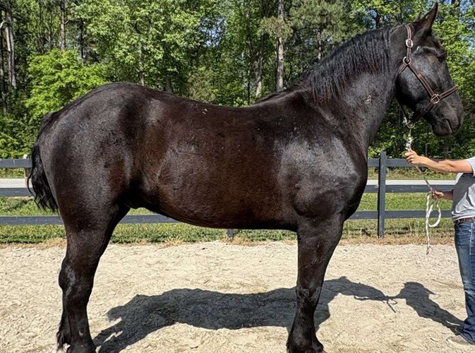 Black Percheron Gelding Black Percheron Gelding