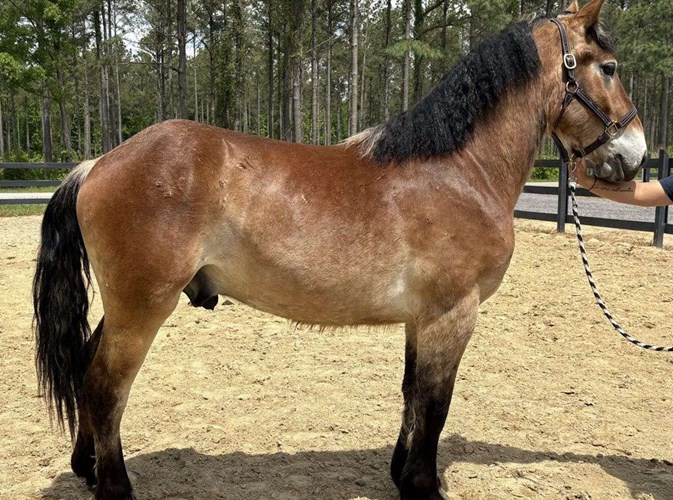Buckskin Draft Gelding Buckskin Draft Gelding
