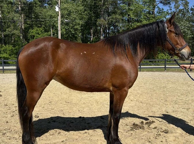 Bay Morgan Mare Bay Morgan Mare