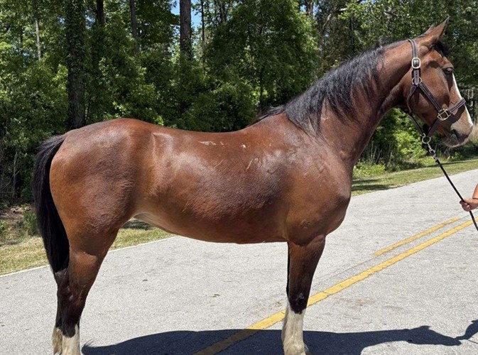 Bay Draft Mare Bay Draft Mare