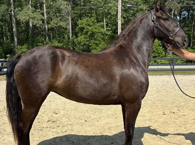 Black Quarter Horse Mare Black Quarter Horse Mare