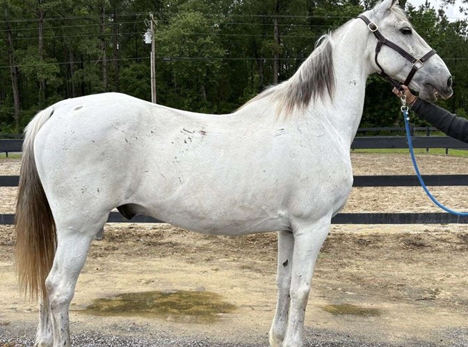 Grey Draft Gelding Grey Draft Gelding