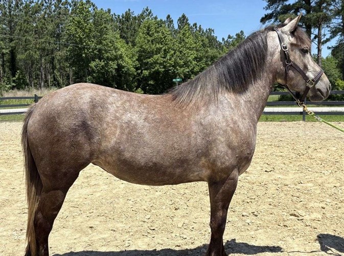 Grey Draft Mare Grey Draft Mare