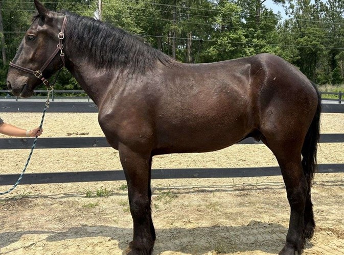 Black Percheron Gelding Black Percheron Gelding