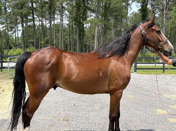 Bay Dutch Warmblood Gelding Bay Dutch Warmblood Gelding