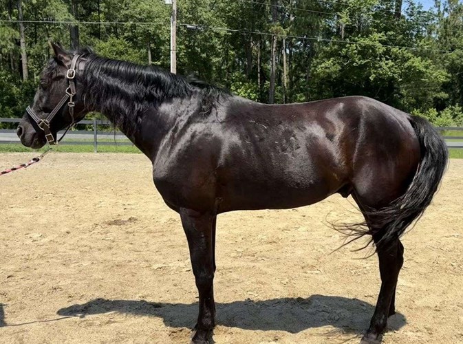 Black Morgan Gelding Black Morgan Gelding