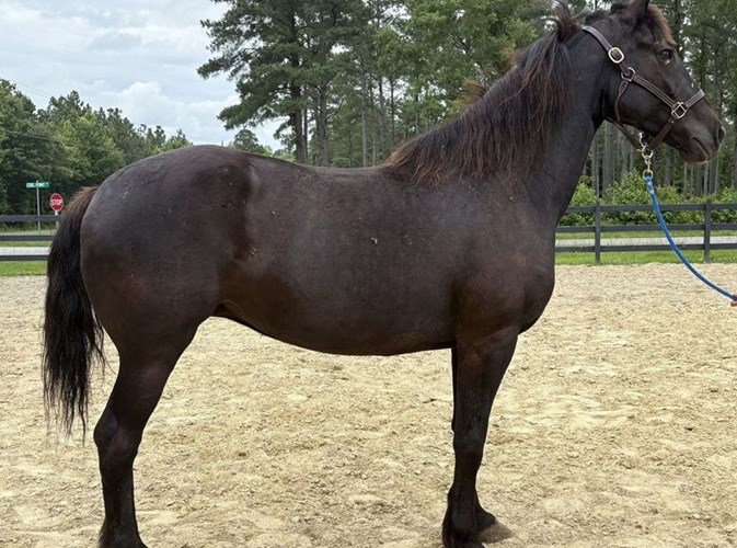 Black Draft Mare Black Draft Mare