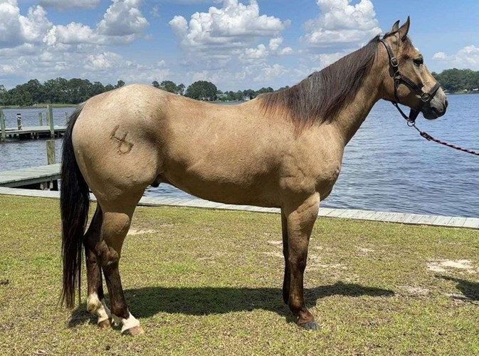 Buckskin Quarter Horse Gelding Buckskin Quarter Horse Gelding