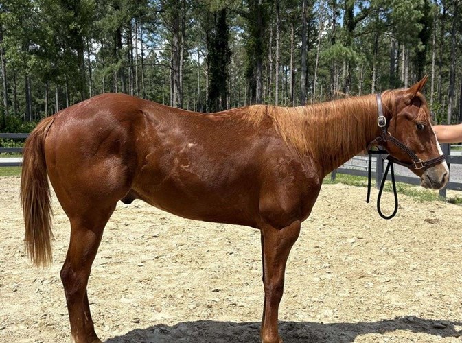 Sorrel Quarter Horse Gelding Sorrel Quarter Horse Gelding