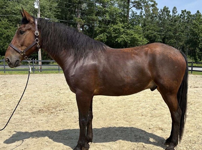 Bay Draft Gelding Bay Draft Gelding