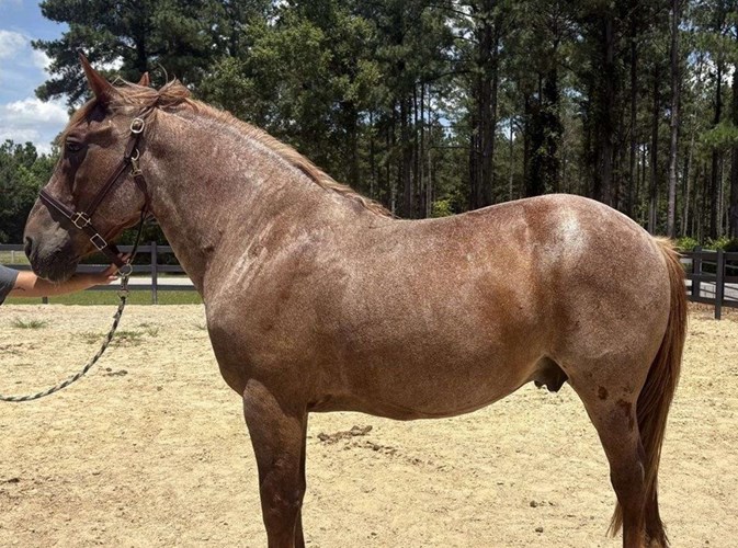 Red Roan Belgian Gelding Red Roan Belgian Gelding