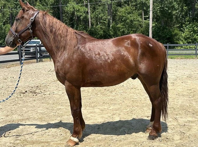 Sorrel Belgian Gelding Sorrel Belgian Gelding