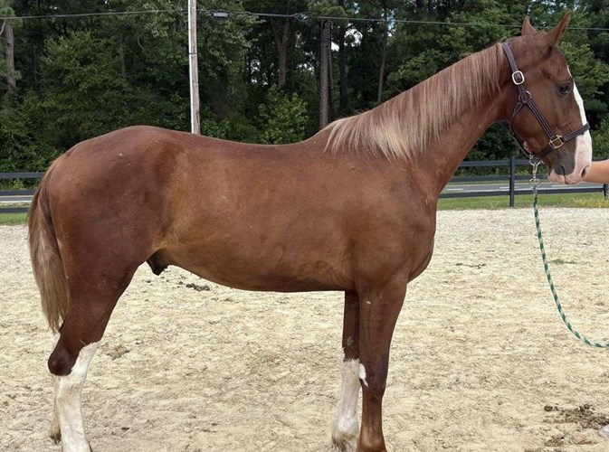 Sorrel Dutch Warmblood Gelding Sorrel Dutch Warmblood Gelding