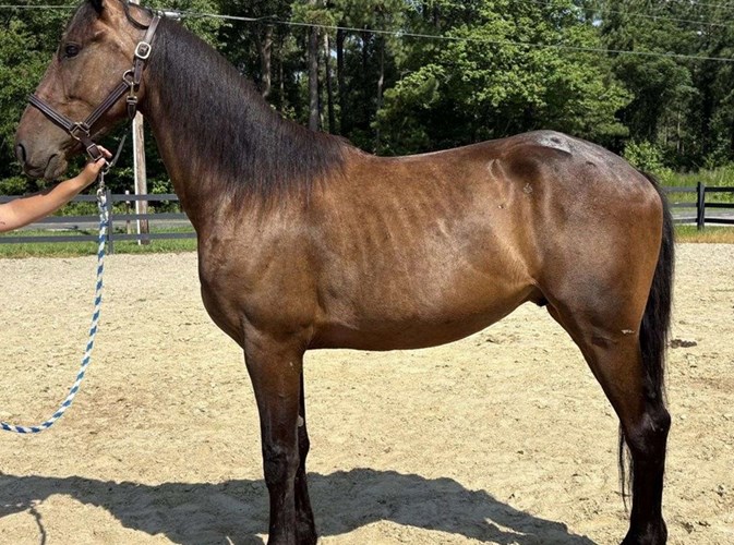 Bay Friesian Gelding Bay Friesian Gelding
