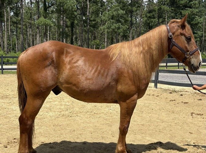 Sorrel Draft Gelding Sorrel Draft Gelding