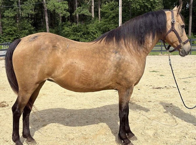 Buckskin Quarter Horse Mare Buckskin Quarter Horse Mare