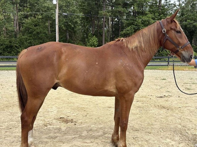 Sorrel Quarter Horse Gelding Sorrel Quarter Horse Gelding