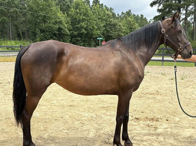 Black Morgan Mare Black Morgan Mare