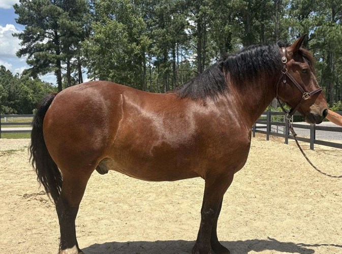 Bay Draft Gelding Bay Draft Gelding