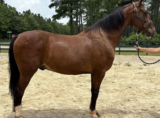 Dutch Warmblood Gelding  Dutch Warmblood Gelding
