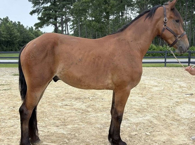 Bay Draft Gelding Bay Draft Gelding