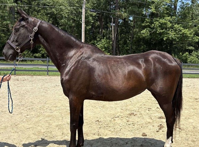 Black Quarter Horse Mare Black Quarter Horse Mare