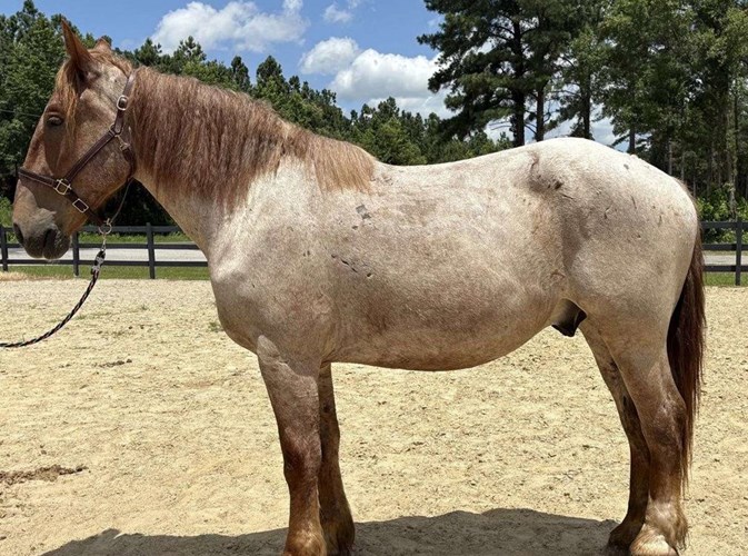 Red Roan Belgian Gelding Red Roan Belgian Gelding