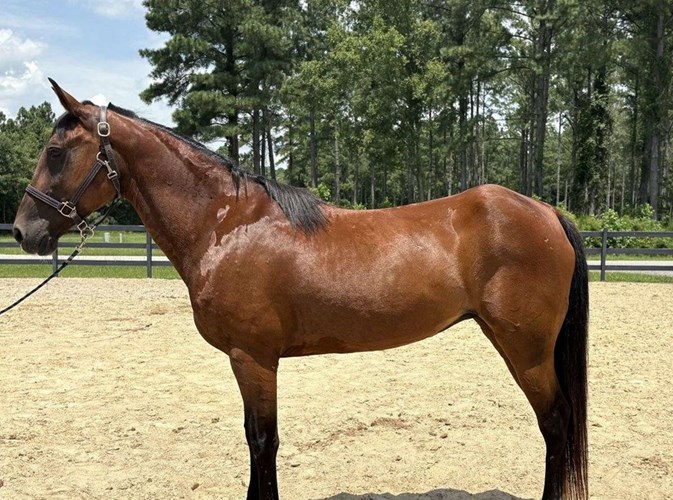 Bay Quarter Horse Mare Bay Quarter Horse Mare