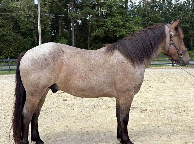 Bay Roan Draft Gelding Bay Roan Draft Gelding