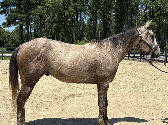 Grey Quarter Horse Gelding Grey Quarter Horse Gelding