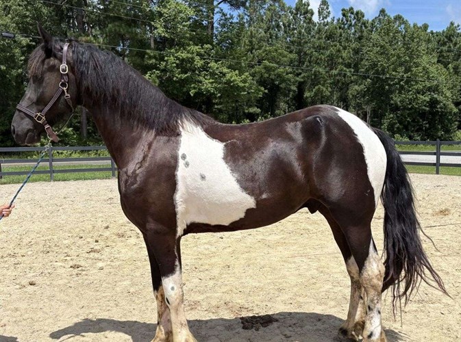 Pinto Friesian Gelding Pinto Friesian Gelding