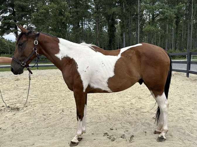 Pinto Quarter Horse Gelding Pinto Quarter Horse Gelding
