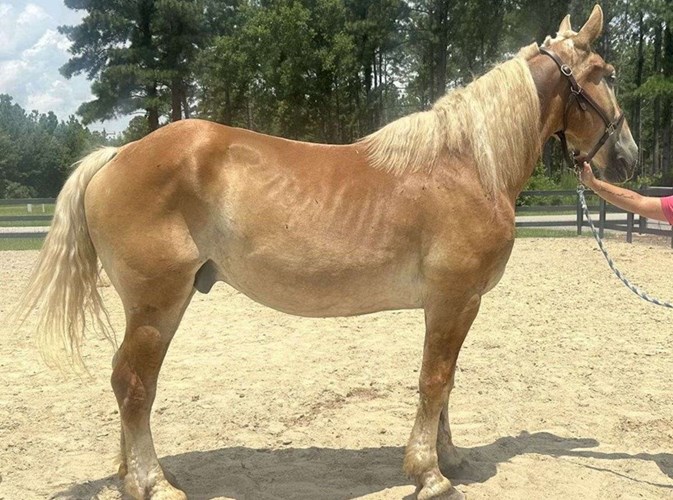 Sorrel Belgian Gelding Sorrel Belgian Gelding
