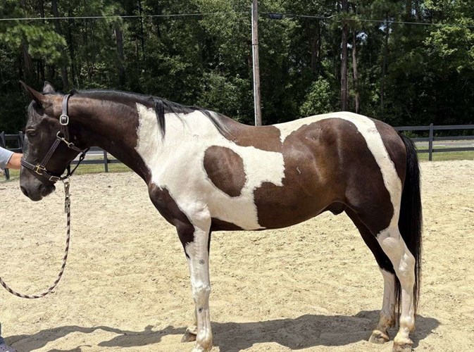 Pinto Quarter Horse Mare Pinto Quarter Horse Mare