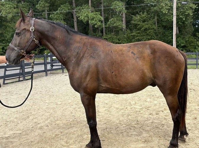 Black Quarter Horse Gelding Black Quarter Horse Gelding