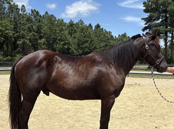 Black Draft Gelding Black Draft Gelding