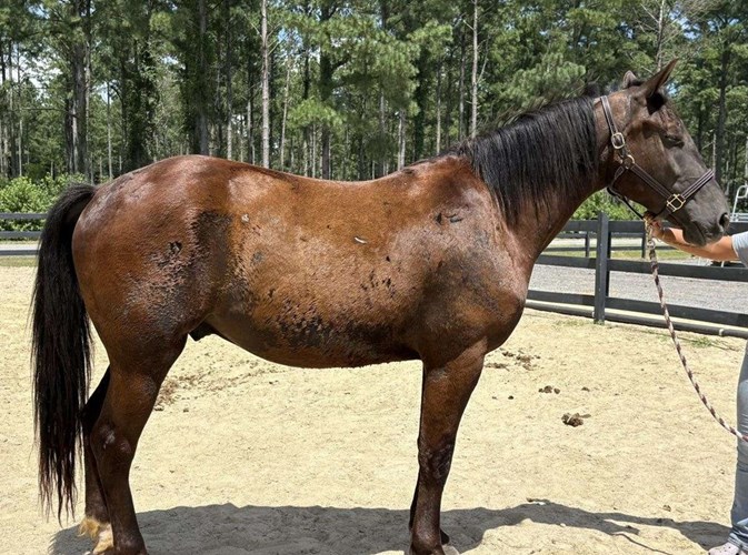 Black Draft Gelding Black Draft Gelding